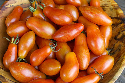 Container Tomato - Prairie Fire Organic