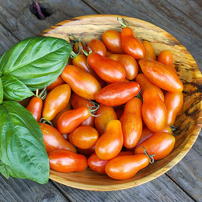 Container Tomato - Prairie Fire Organic