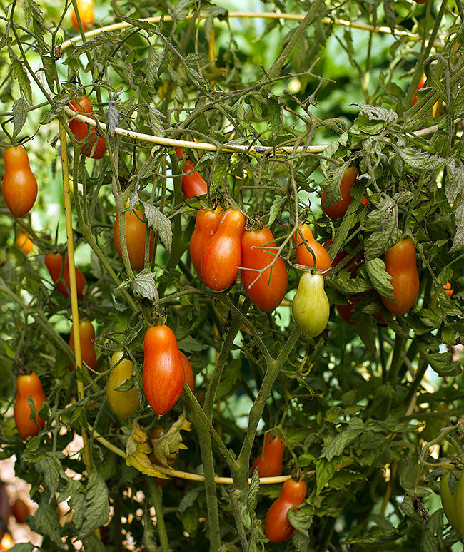 Container Tomato - Prairie Fire Organic