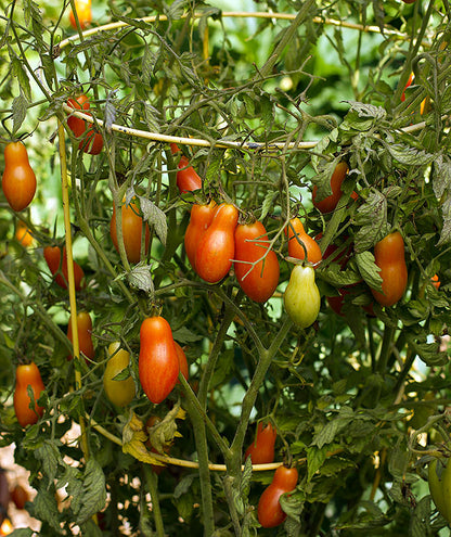 Container Tomato - Prairie Fire Organic
