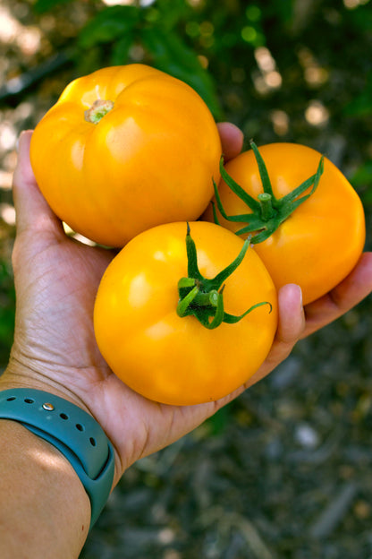 Heirloom Tomato - Tangerine Organic