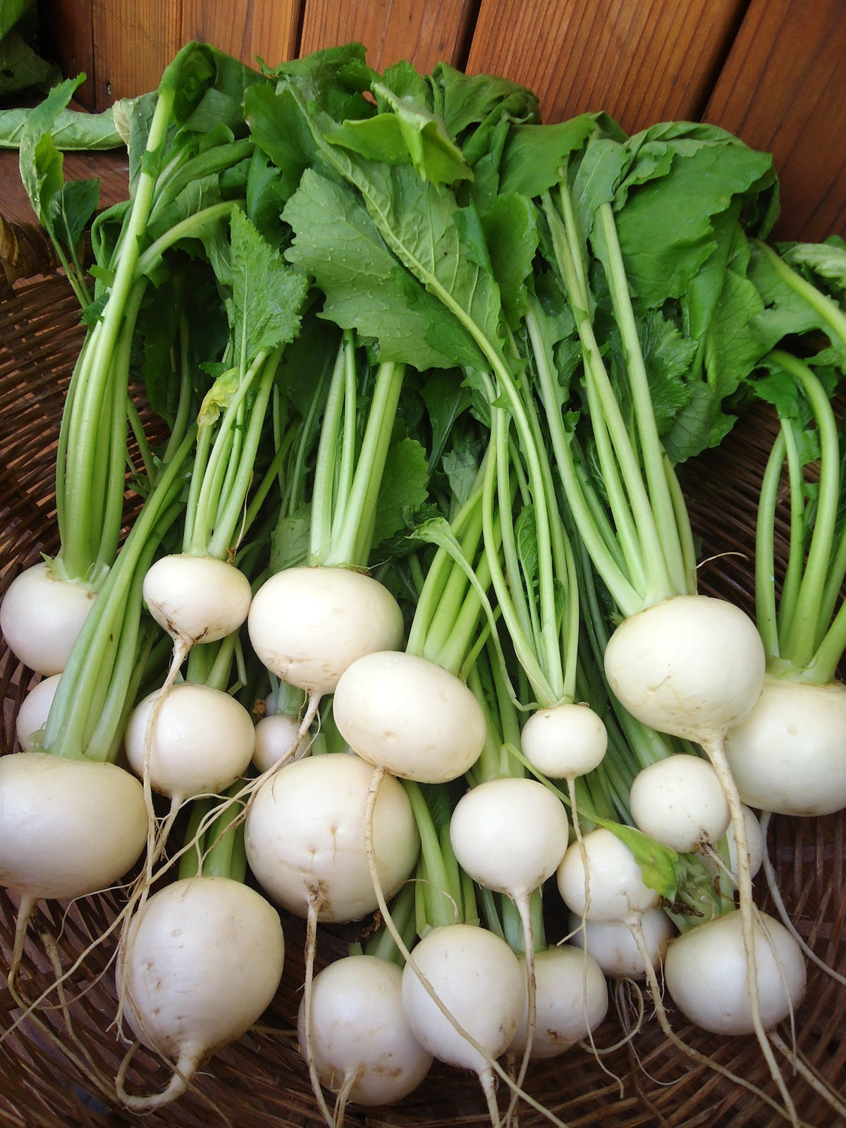 Japanese Baby Turnips - Mikado
