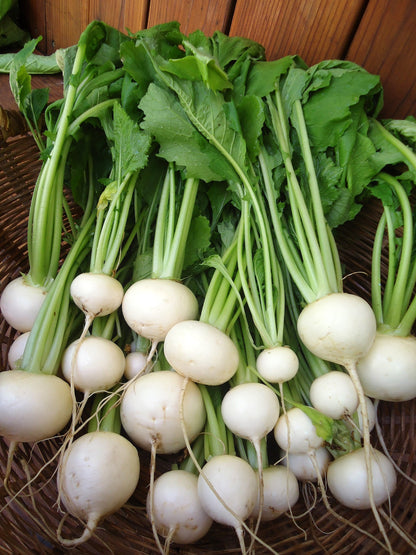Japanese Baby Turnips - Mikado