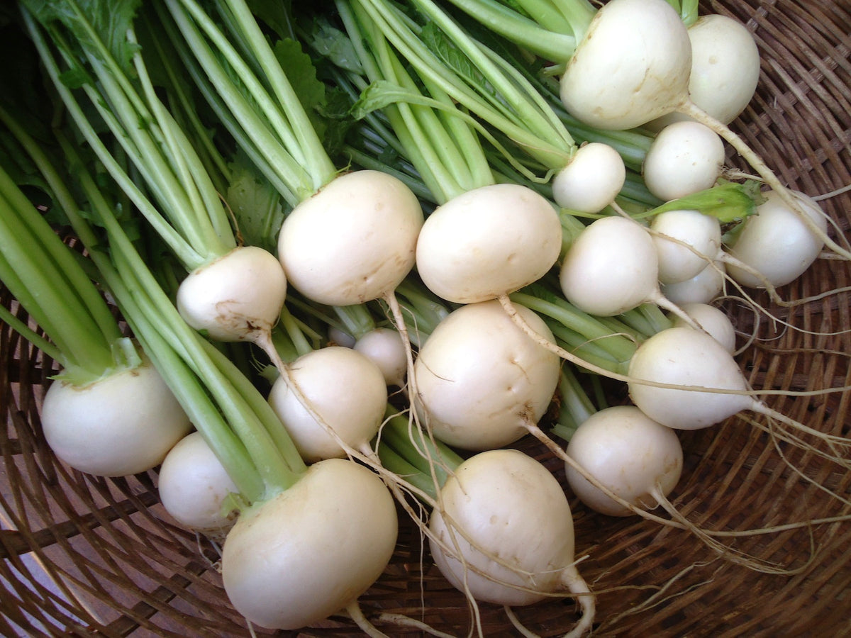 Japanese Baby Turnips - Mikado