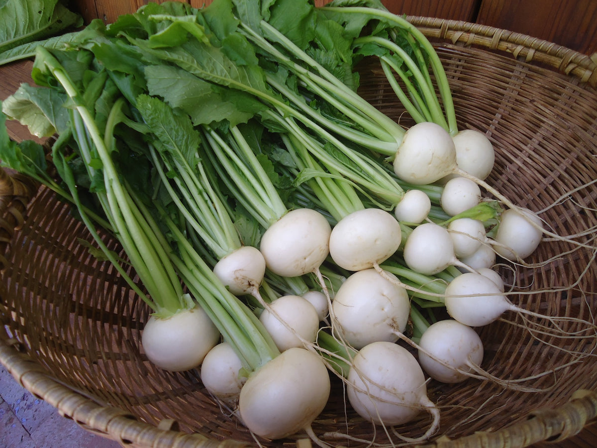 Japanese Baby Turnips - Mikado