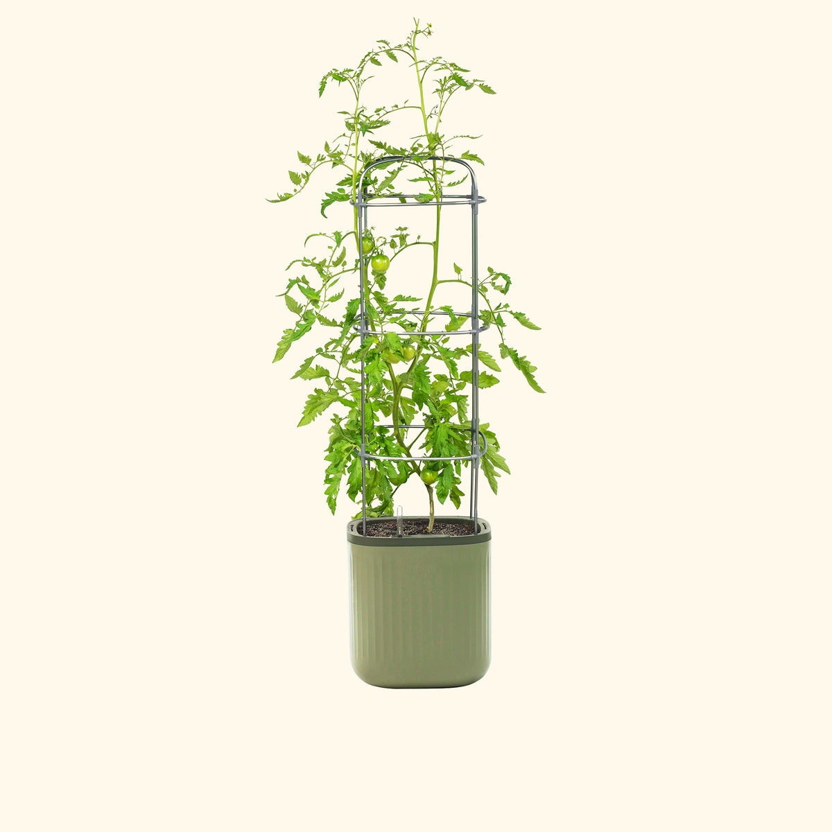 Self-Watering Planter with Trellis