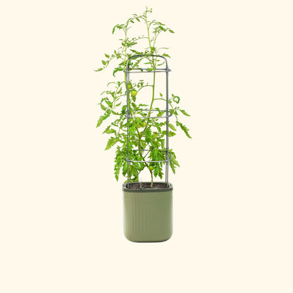 Self-Watering Planter with Trellis