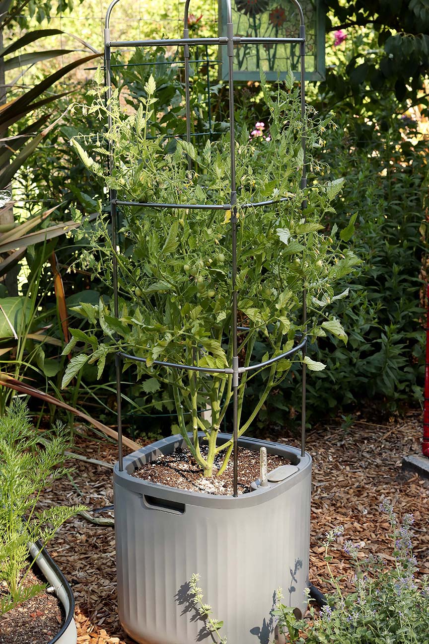 Self-Watering Planter with Trellis