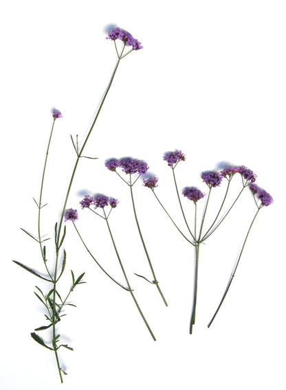 Pollinator Wildflowers - Vanity Verbena
