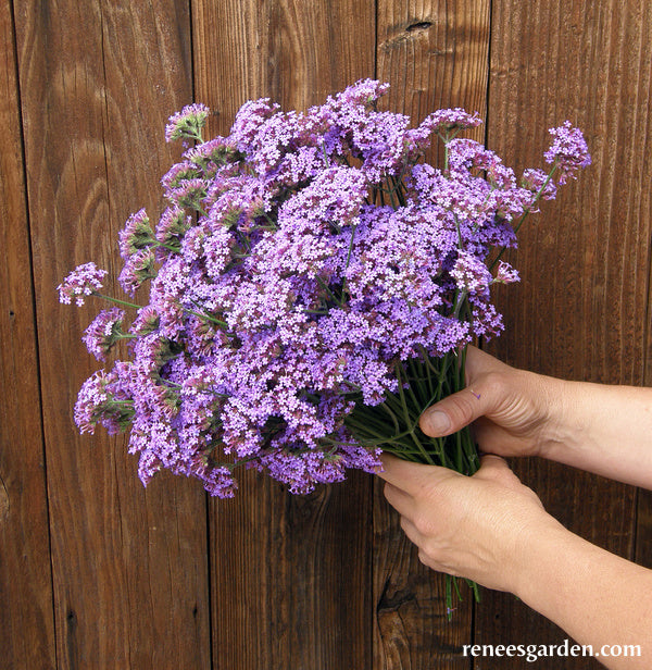 Pollinator Wildflowers - Vanity Verbena