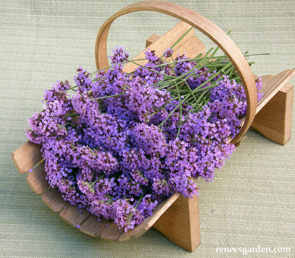 Pollinator Wildflowers - Vanity Verbena