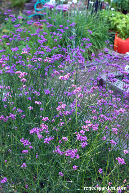 Pollinator Wildflowers - Vanity Verbena