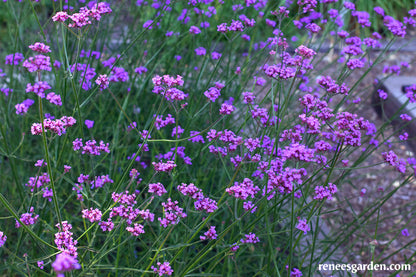 Pollinator Wildflowers - Vanity Verbena
