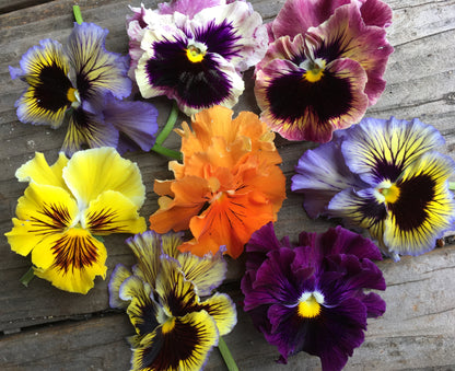 Heirloom Pansies - Victorian Posy