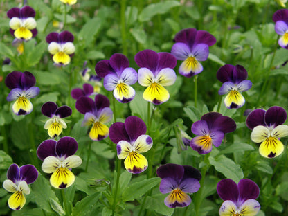 Heirloom Edible Flowers - Grandma's Johnny Jump Ups