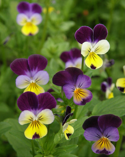 Heirloom Edible Flowers - Grandma's Johnny Jump Ups