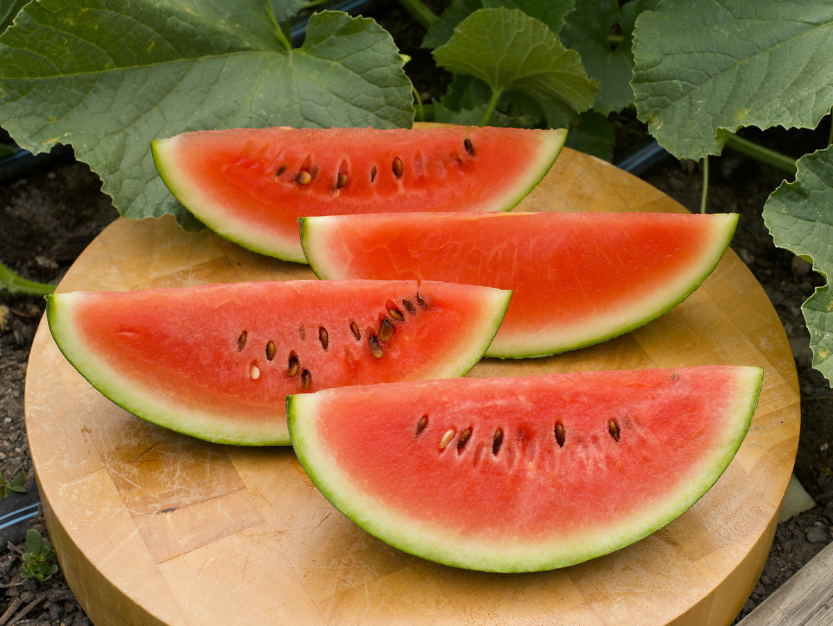 Personal Size Watermelons - Mini Love