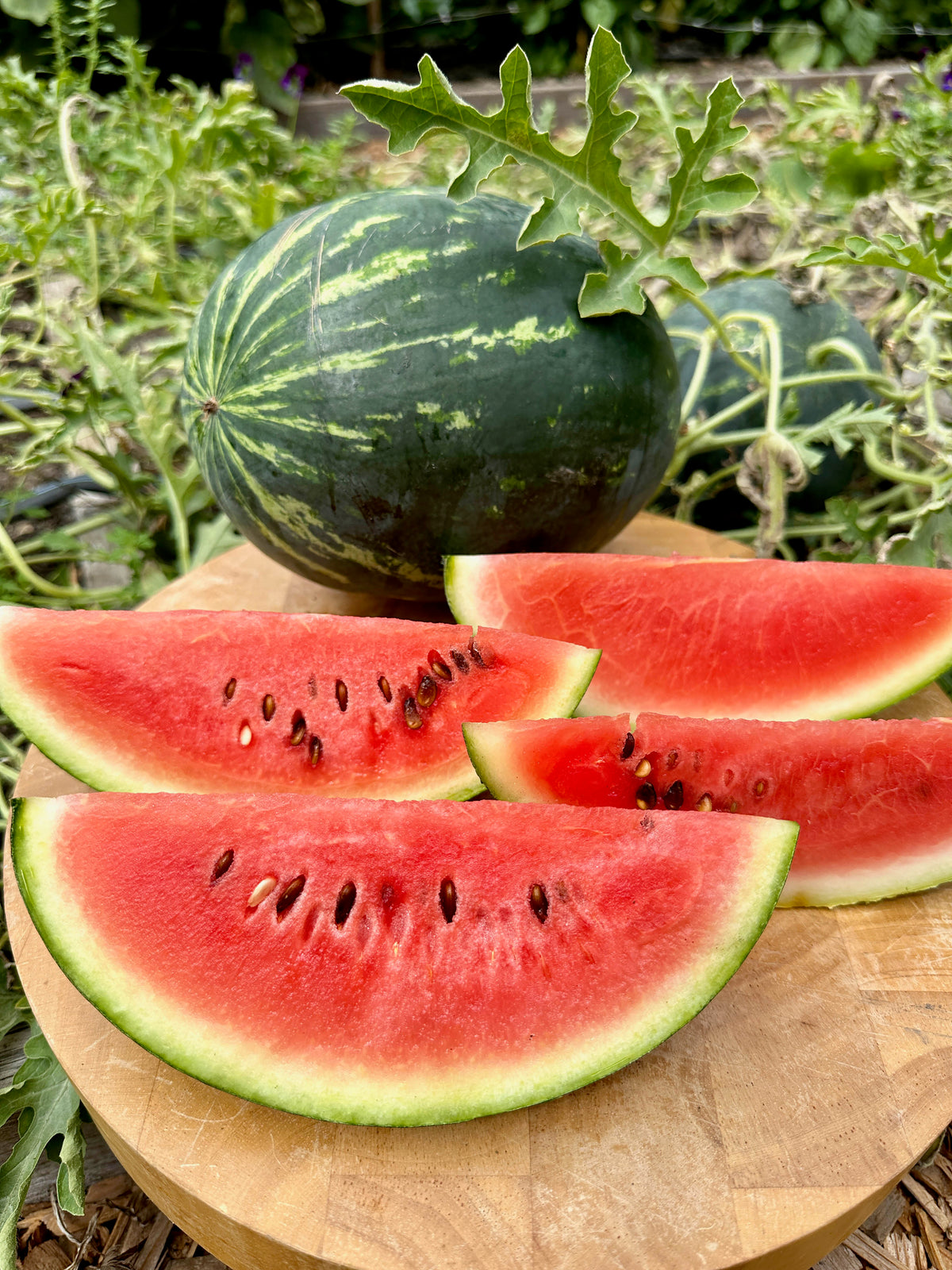 Personal Size Watermelons - Mini Love