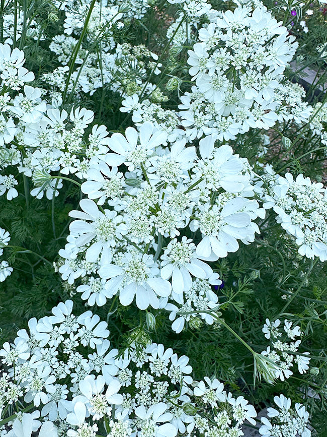 Pollinator Flowers - White Lace Orlaya