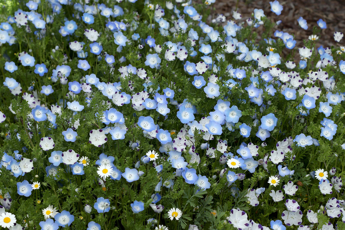 Lawn Alternative - Wildflower Lawn