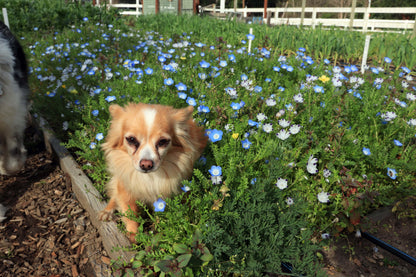 Lawn Alternative - Wildflower Lawn