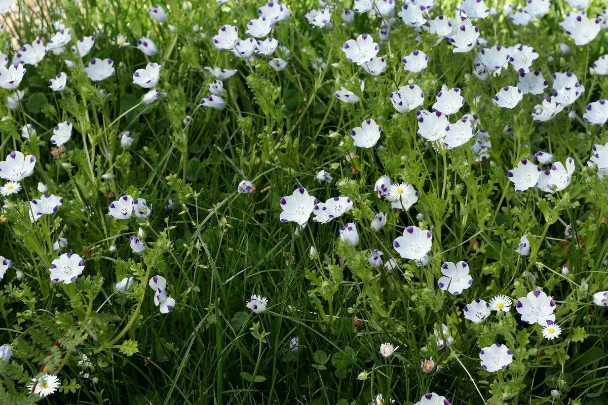 Lawn Alternative - Wildflower Lawn