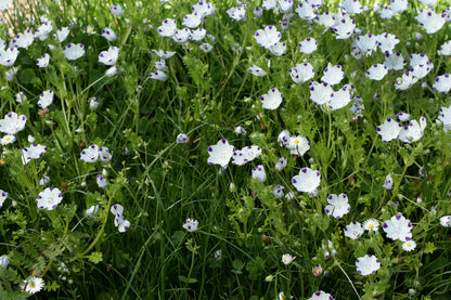 Lawn Alternative - Wildflower Lawn