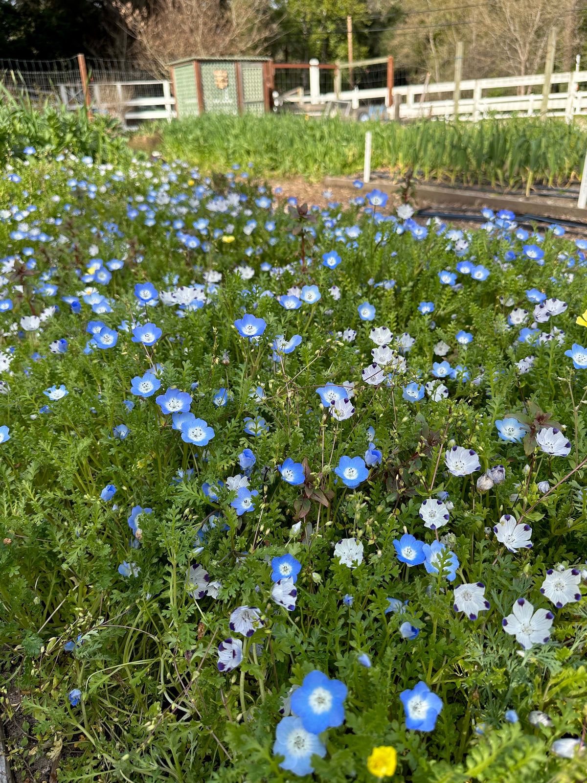 Lawn Alternative - Wildflower Lawn