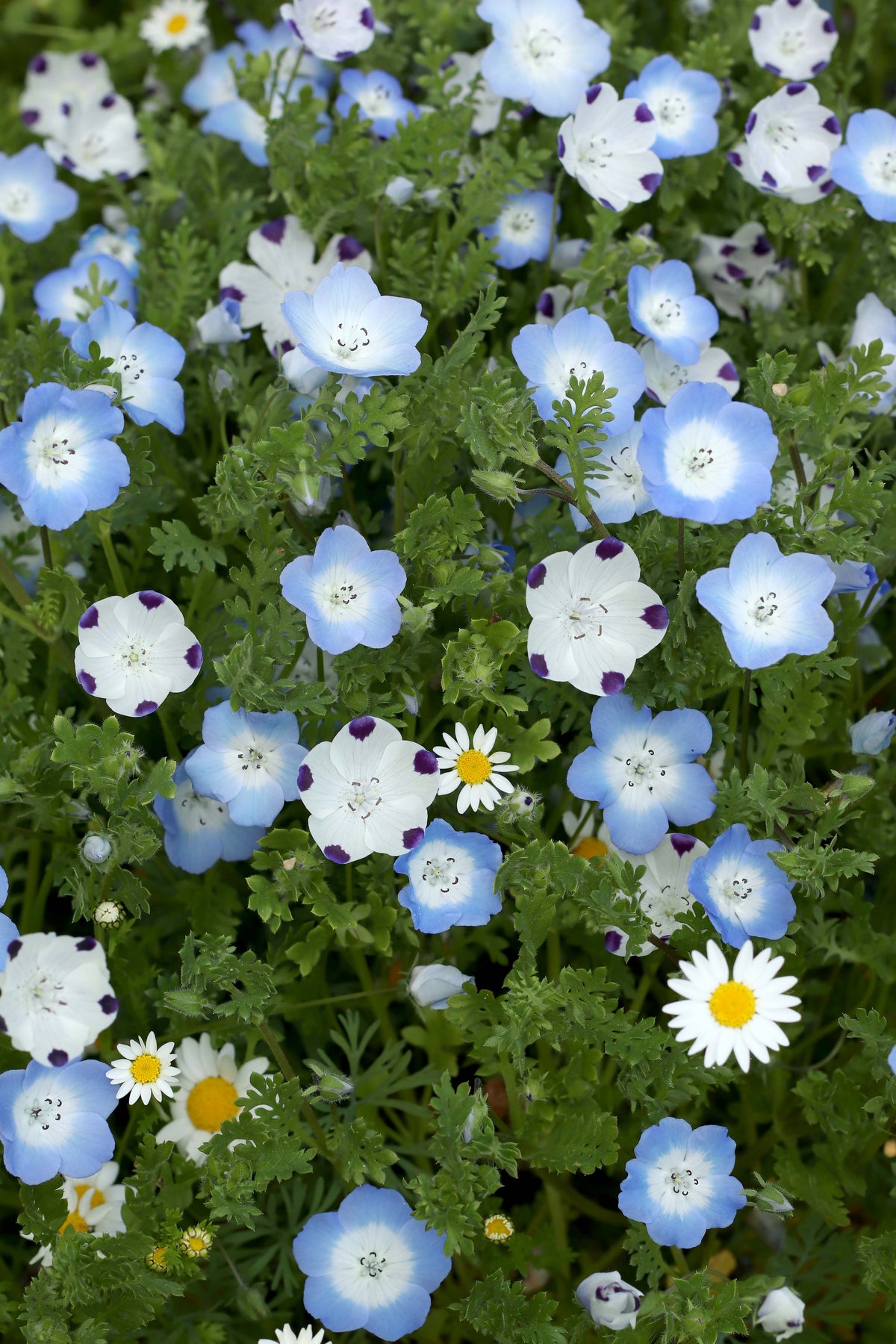 Lawn Alternative - Wildflower Lawn