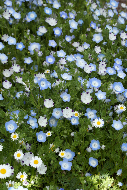 Lawn Alternative - Wildflower Lawn