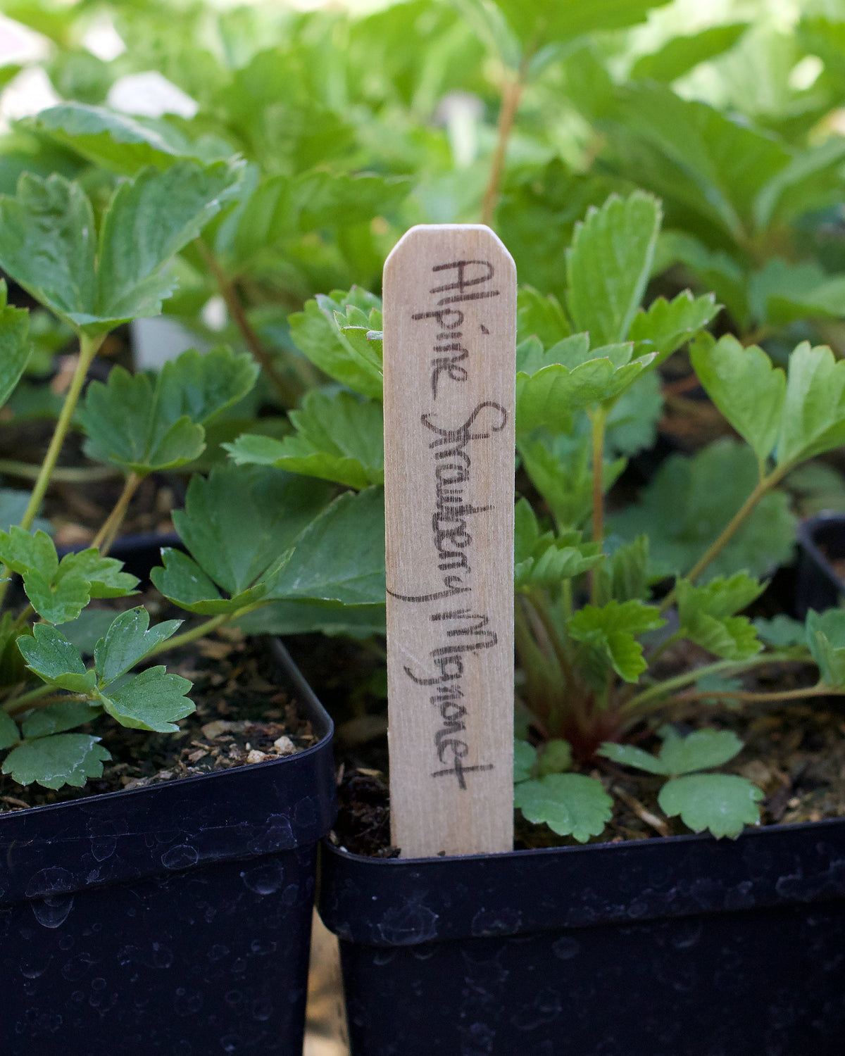 Natural Wooden Plant Stakes