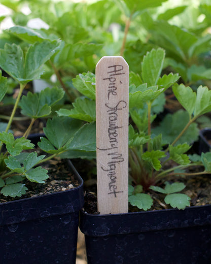 Natural Wooden Plant Stakes