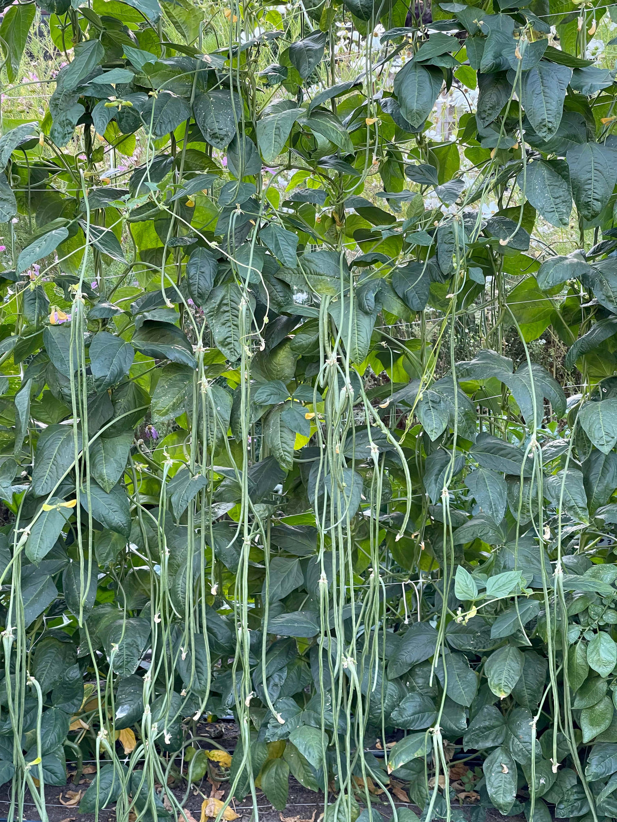 Pole Beans - Yard Long Noodle King