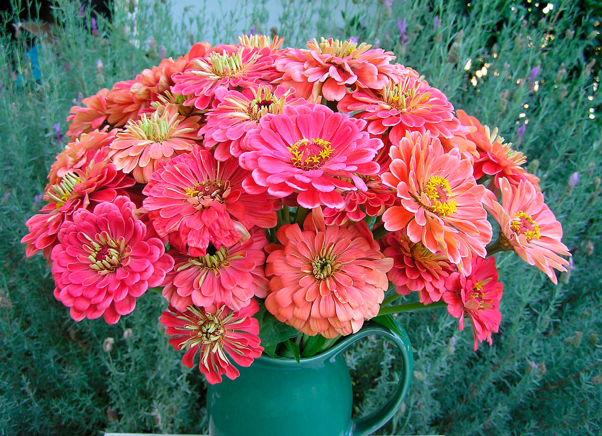 Butterfly Zinnias - Apricot Blush