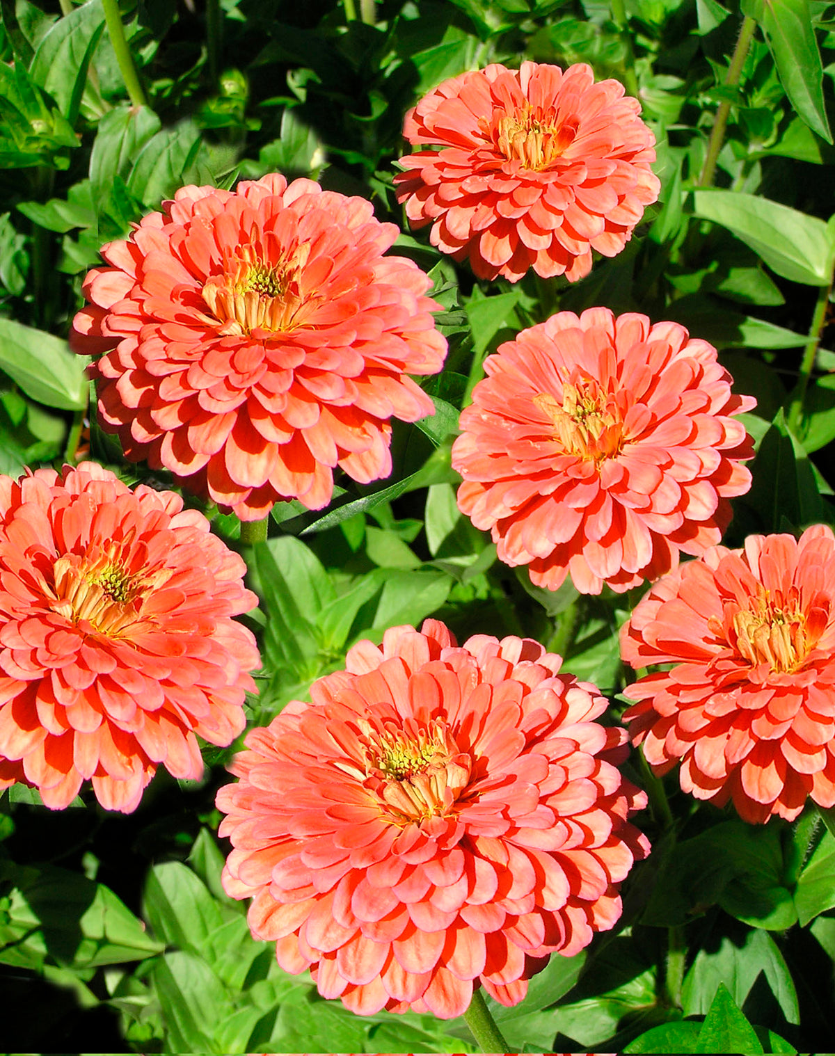 Butterfly Zinnias - Apricot Blush