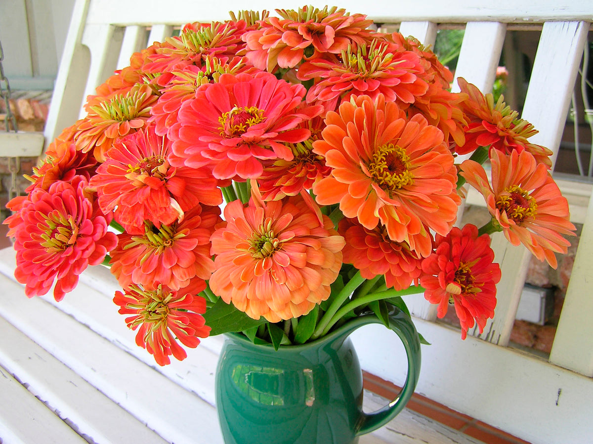 Butterfly Zinnias - Apricot Blush