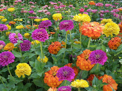 Heirloom Cutting Zinnias - Bling Bling