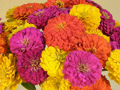 Heirloom Cutting Zinnias - Bling Bling