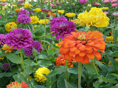 Heirloom Cutting Zinnias - Bling Bling