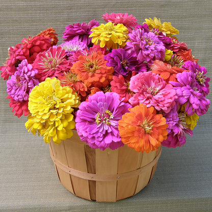 Double Cutting Zinnias - Cabaret