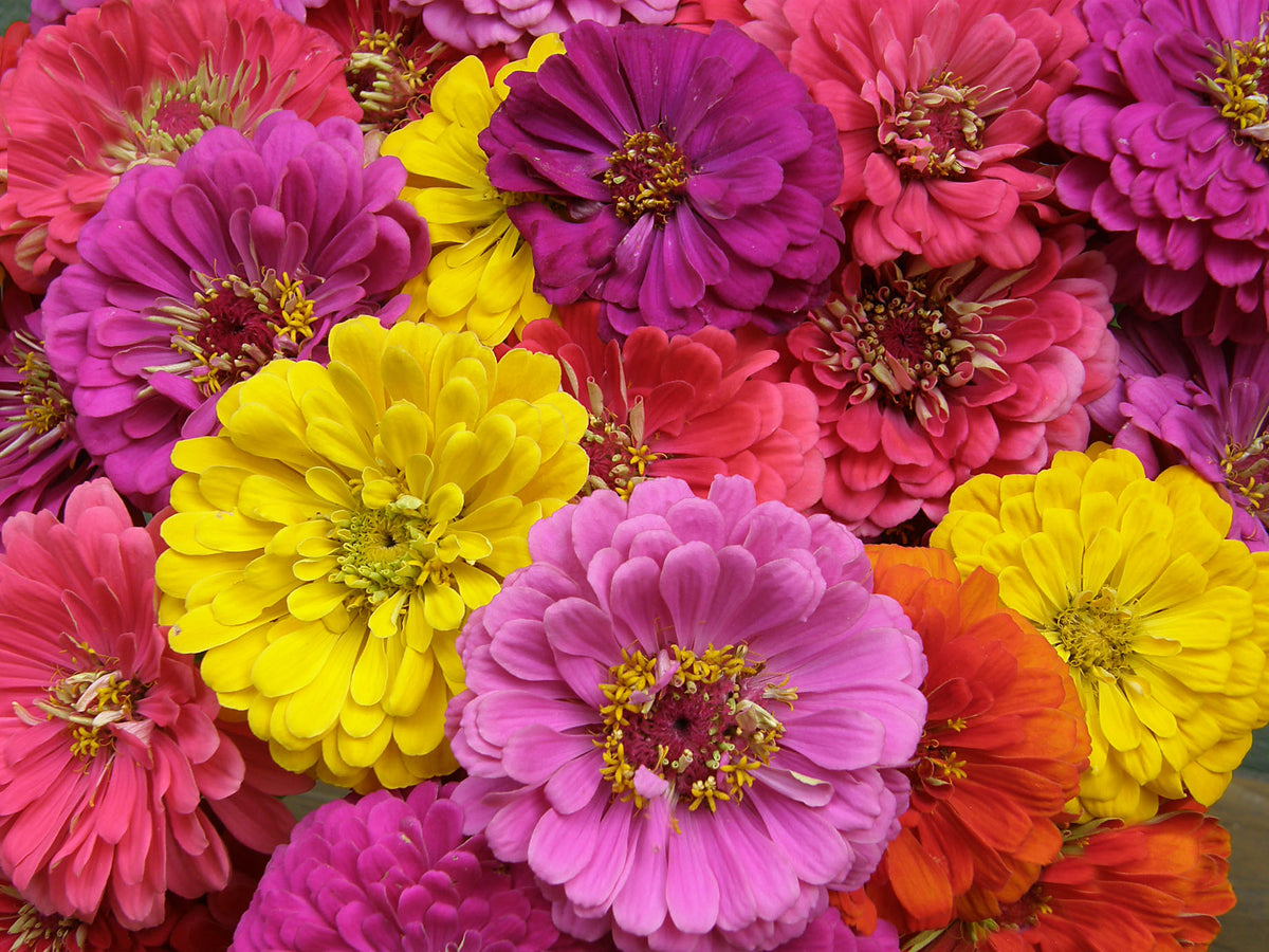 Double Cutting Zinnias - Cabaret