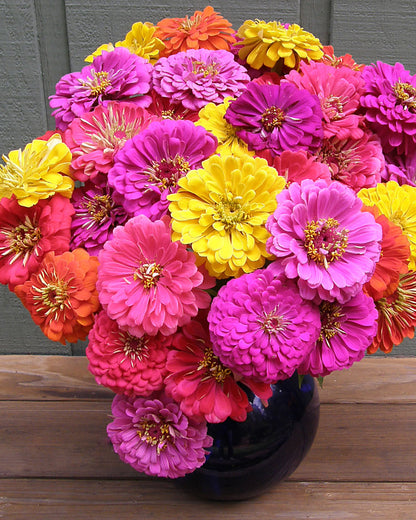 Double Cutting Zinnias - Cabaret