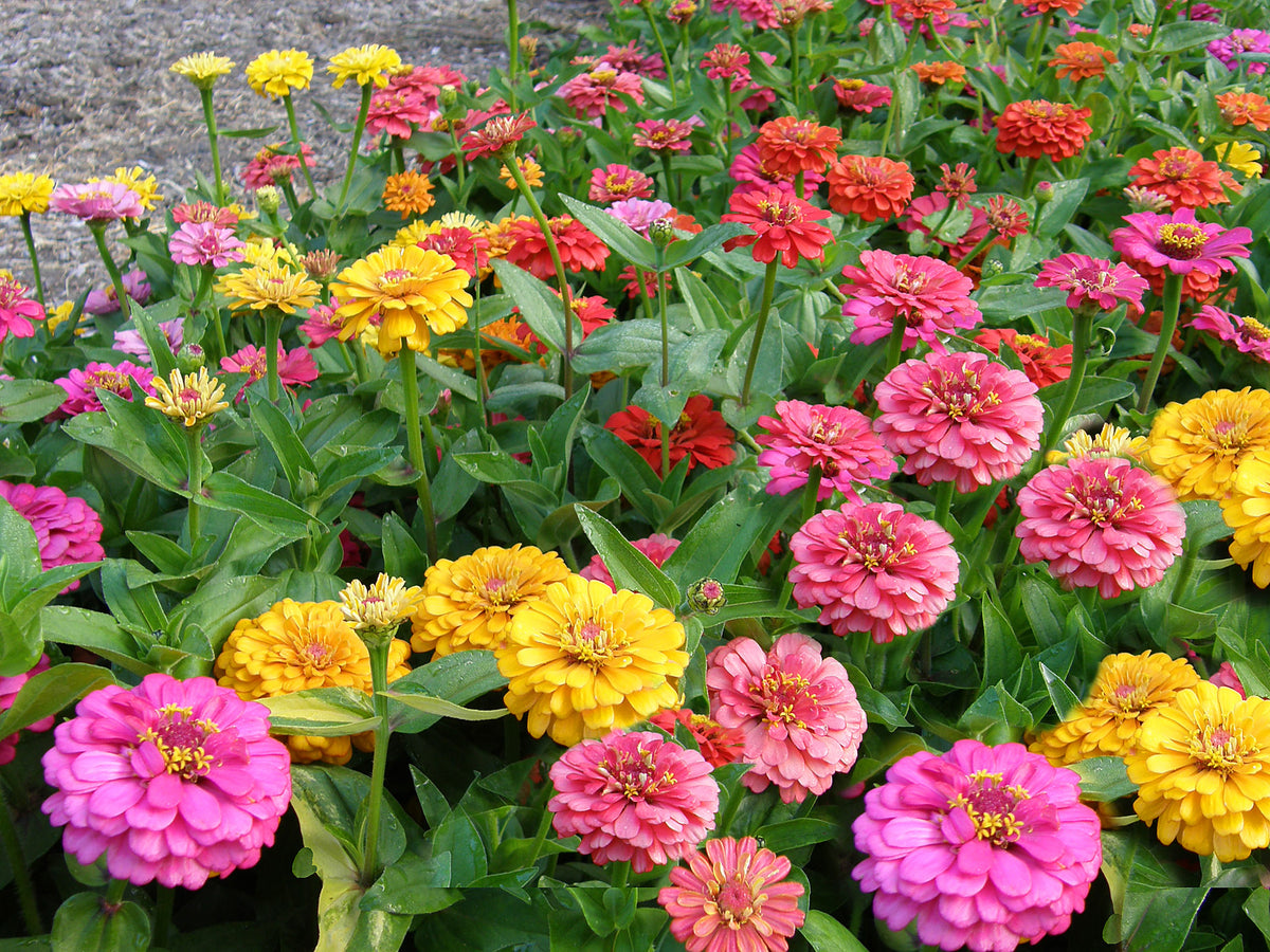 Butterfly Zinnias - Cha-Cha-Cha