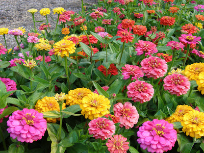 Butterfly Zinnias - Cha-Cha-Cha