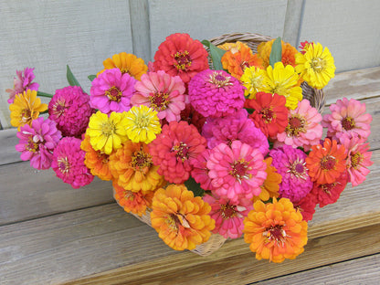 Butterfly Zinnias - Cha-Cha-Cha