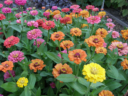Butterfly Zinnias - Cha-Cha-Cha