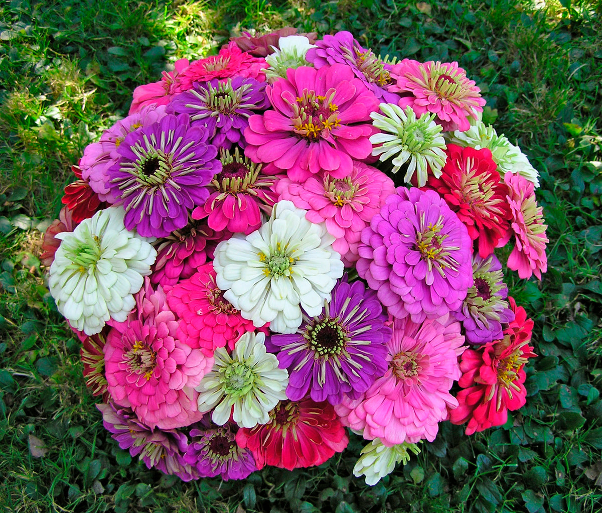 Cutting Zinnias - Cool Crayon Colors