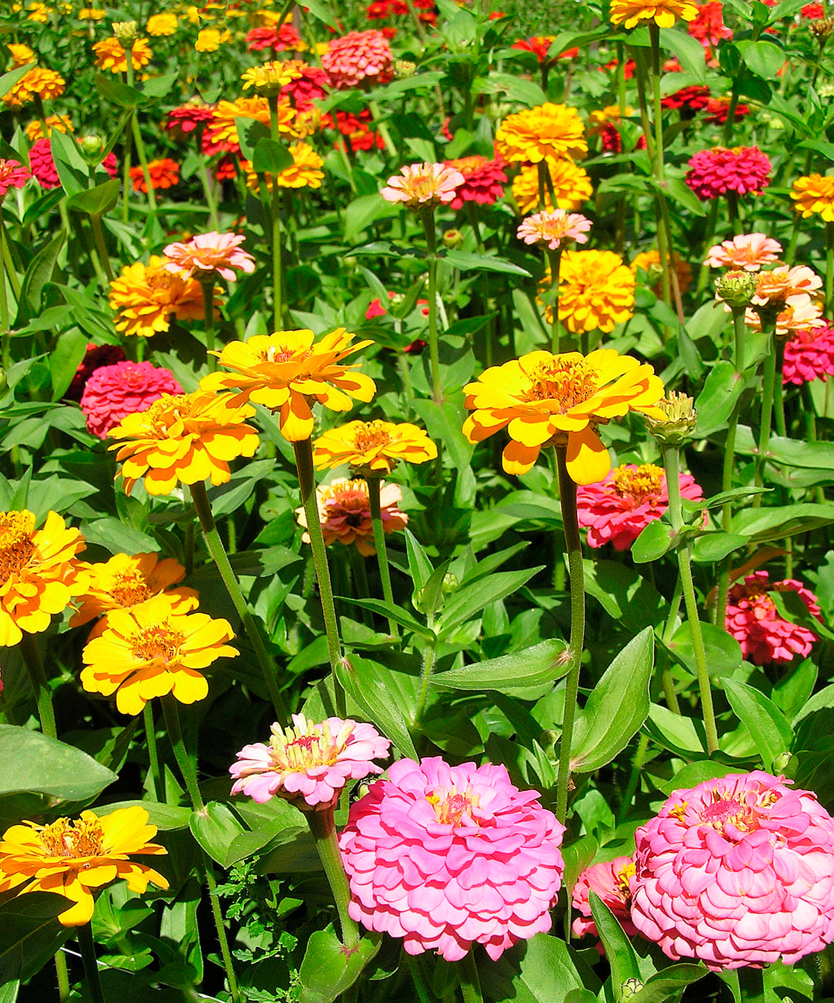Heirloom Zinnias - Cut and Come Again