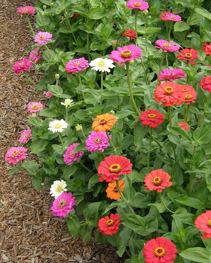Heirloom Butterfly Zinnia Mix - State Fair Gold Medal