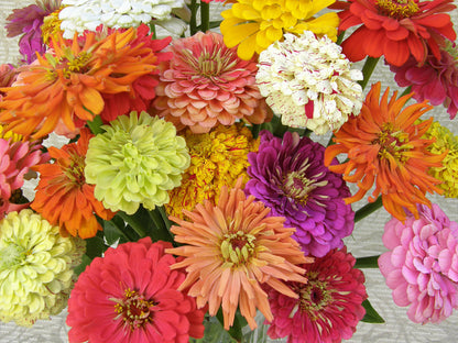 Heirloom Zinnias - Granny's Bouquet